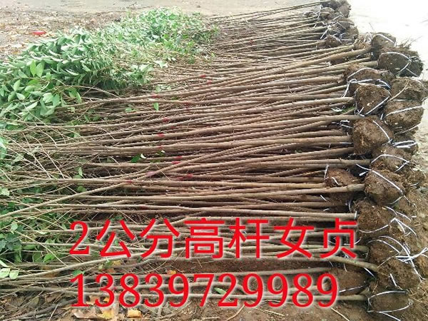 高桿女貞