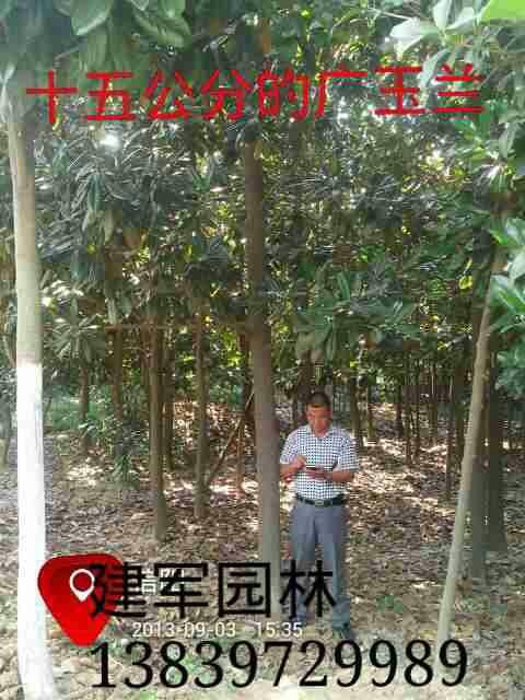 廣玉蘭.