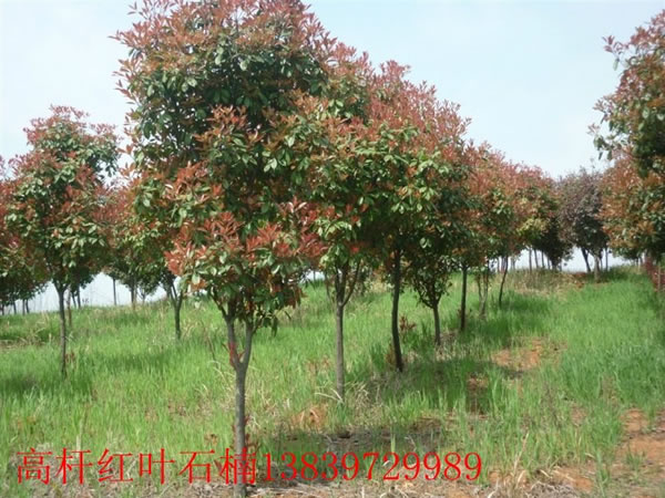 高桿紅葉石楠
