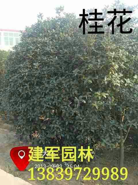 桂花