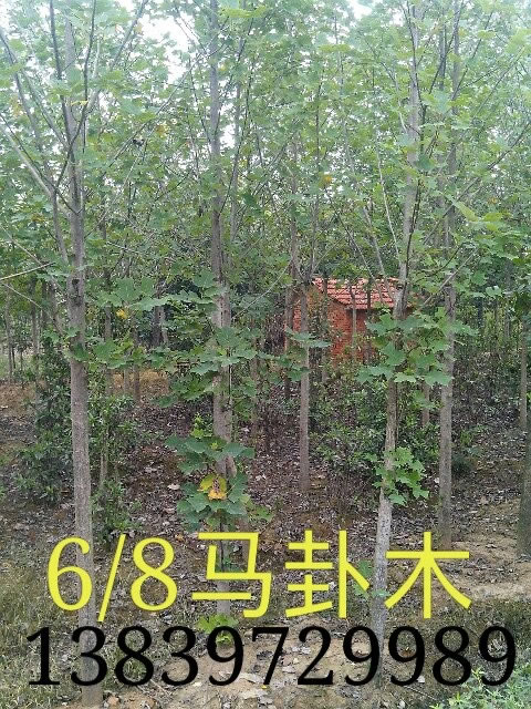 馬褂木.