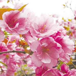 櫻花