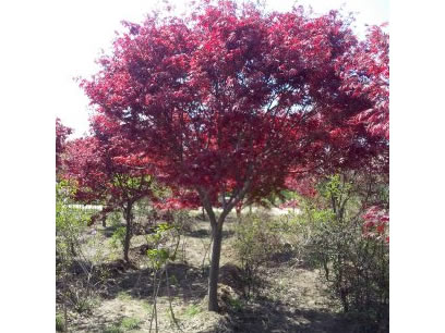 紅楓