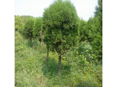獨(dú)桿蜀檜球