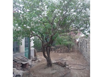 丁香