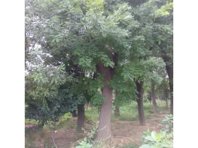 大規(guī)格國(guó)槐