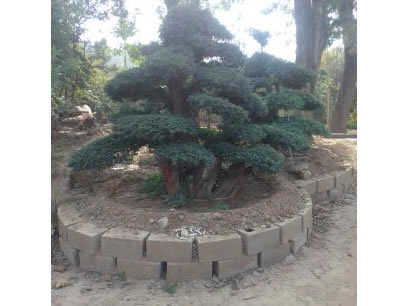 盆景對(duì)接白蠟