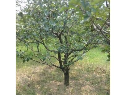山楂
