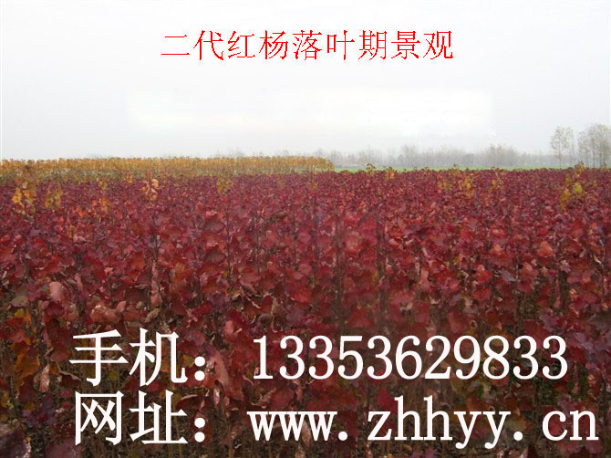 二代紅葉楊