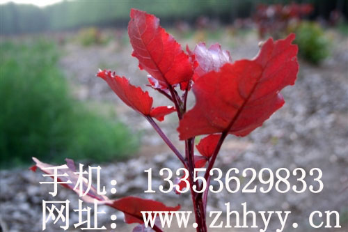 二代紅葉楊