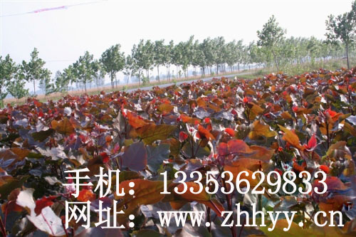 二代紅葉楊