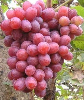 供應(yīng)圖片