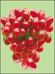 供應(yīng)圖片