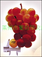 供應(yīng)圖片