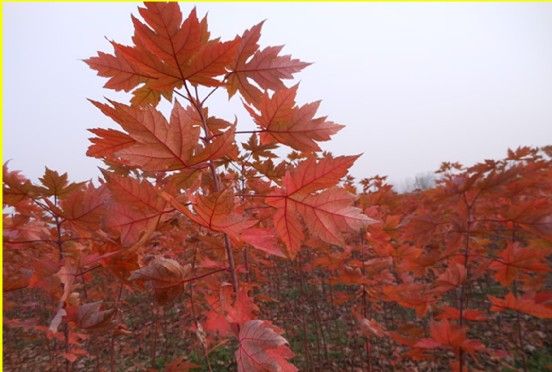 美國紅楓