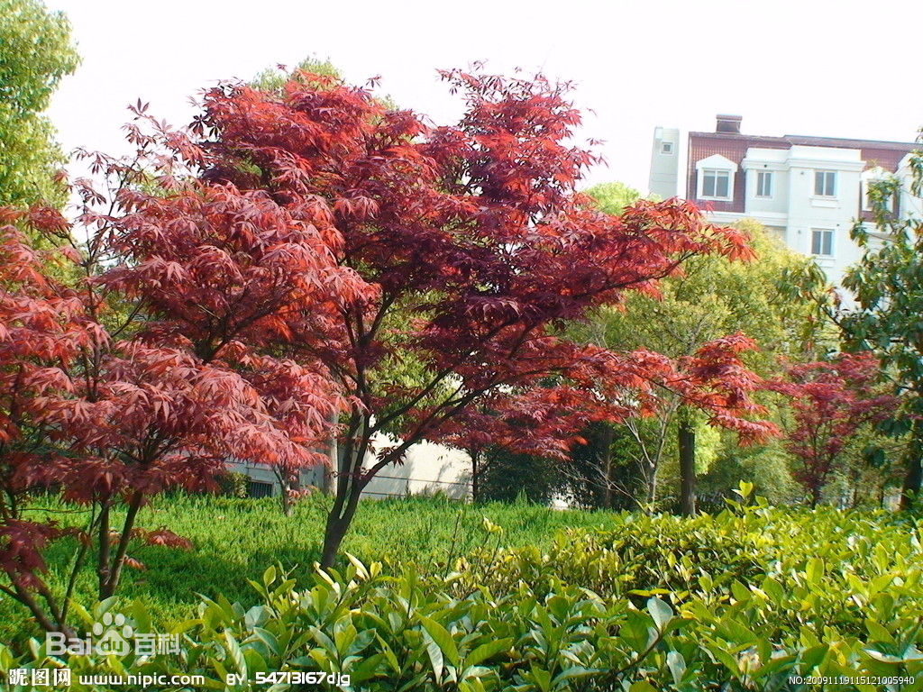 美國紅楓