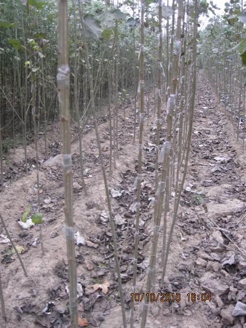 山東苗木丨山東黃槐速生柳