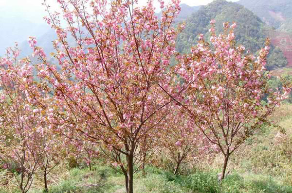 櫻花