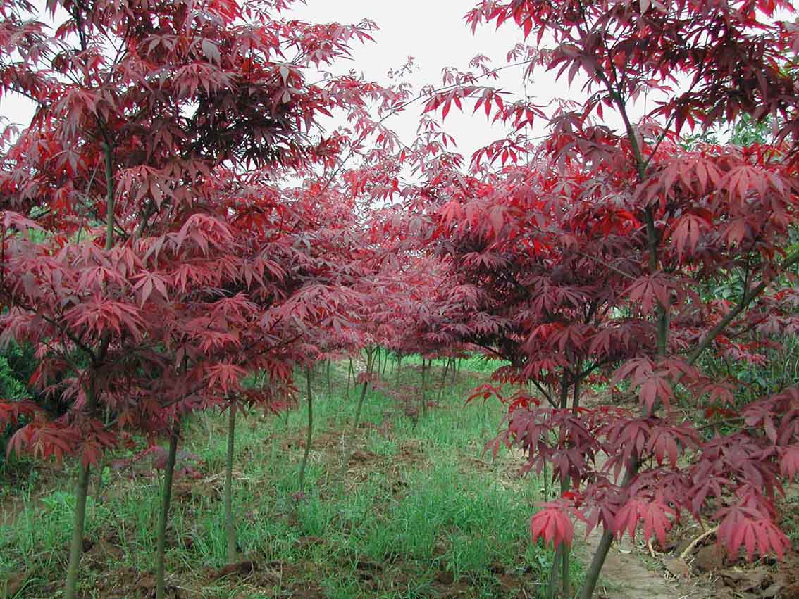 紅楓