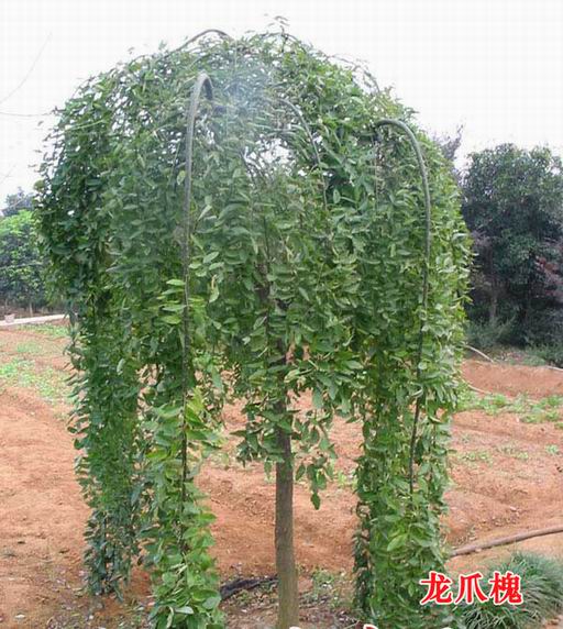 龍爪槐