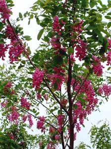 香花槐