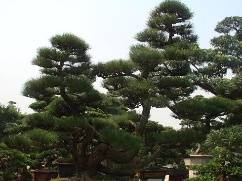黑松