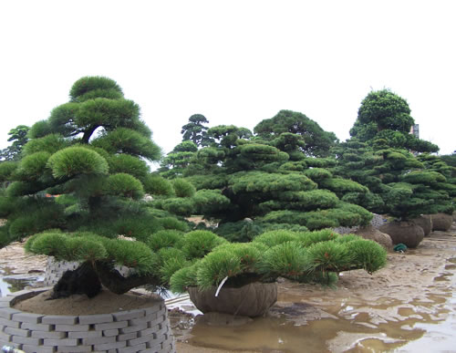 黑松