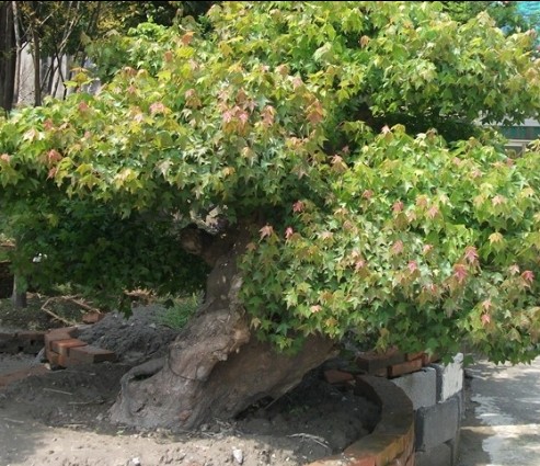 原生三角楓2