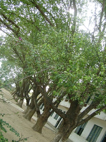 香樟