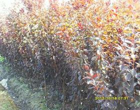 紅葉李1-10公分