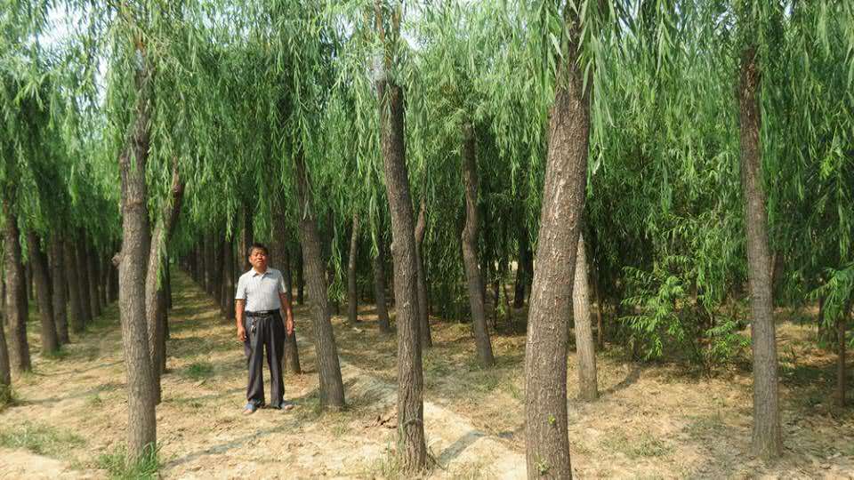 柳樹