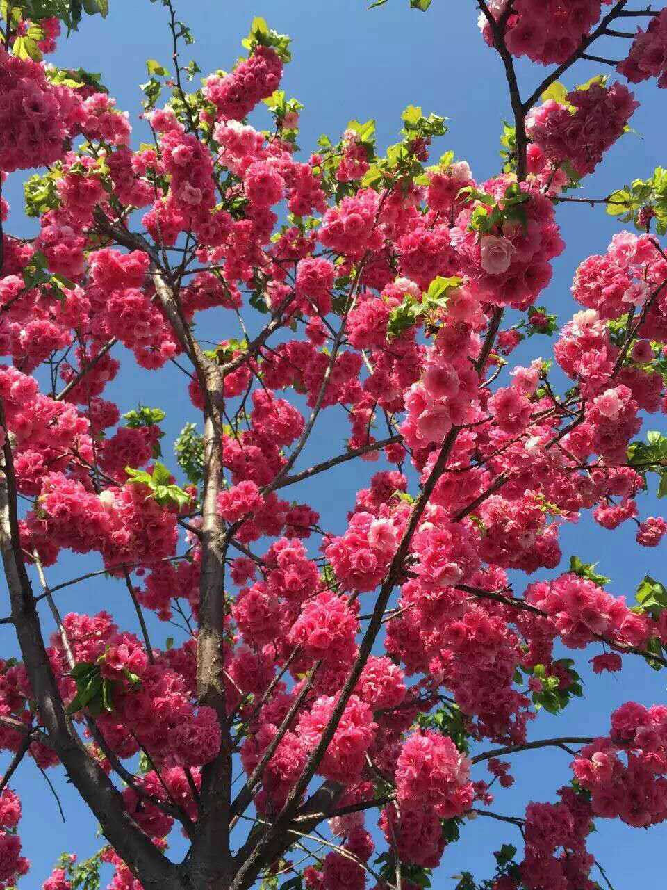牡丹櫻花