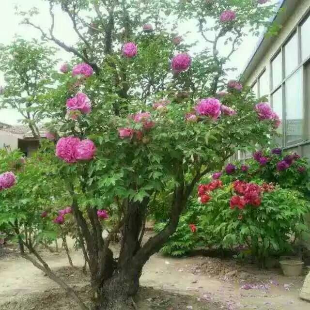 牡丹