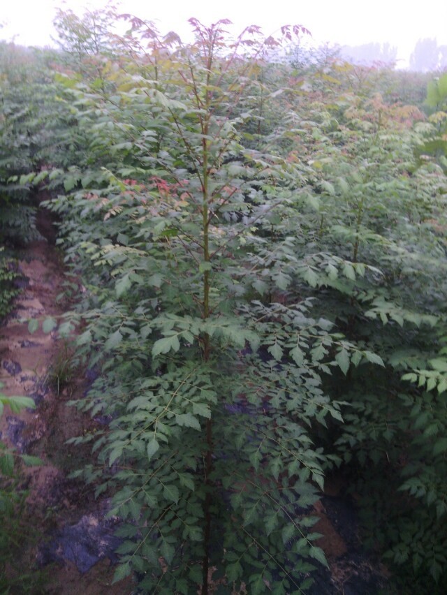 欒樹