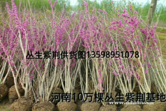 叢生紫薇紫荊