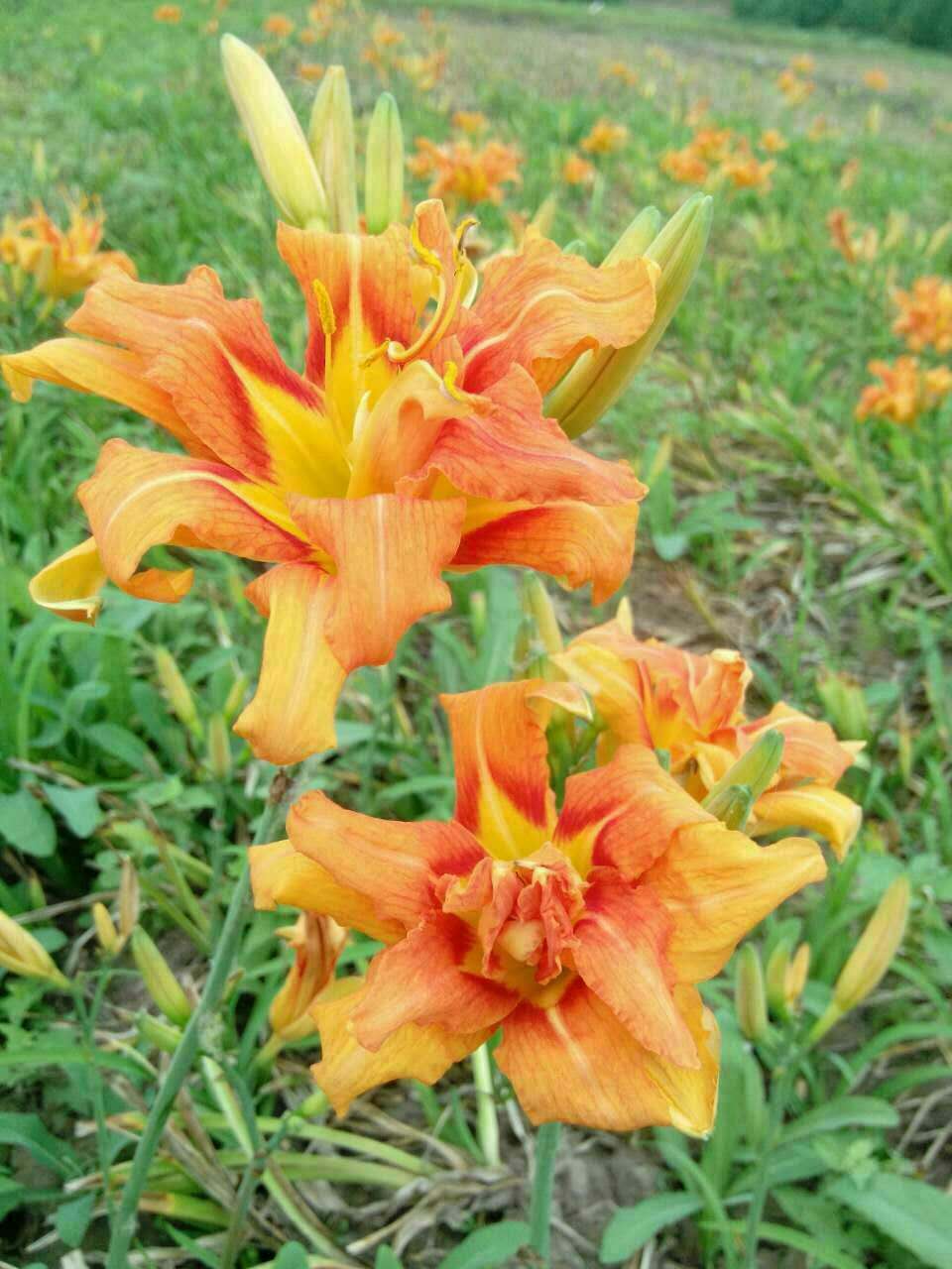 大花萱草