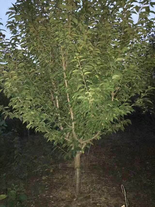 櫻花