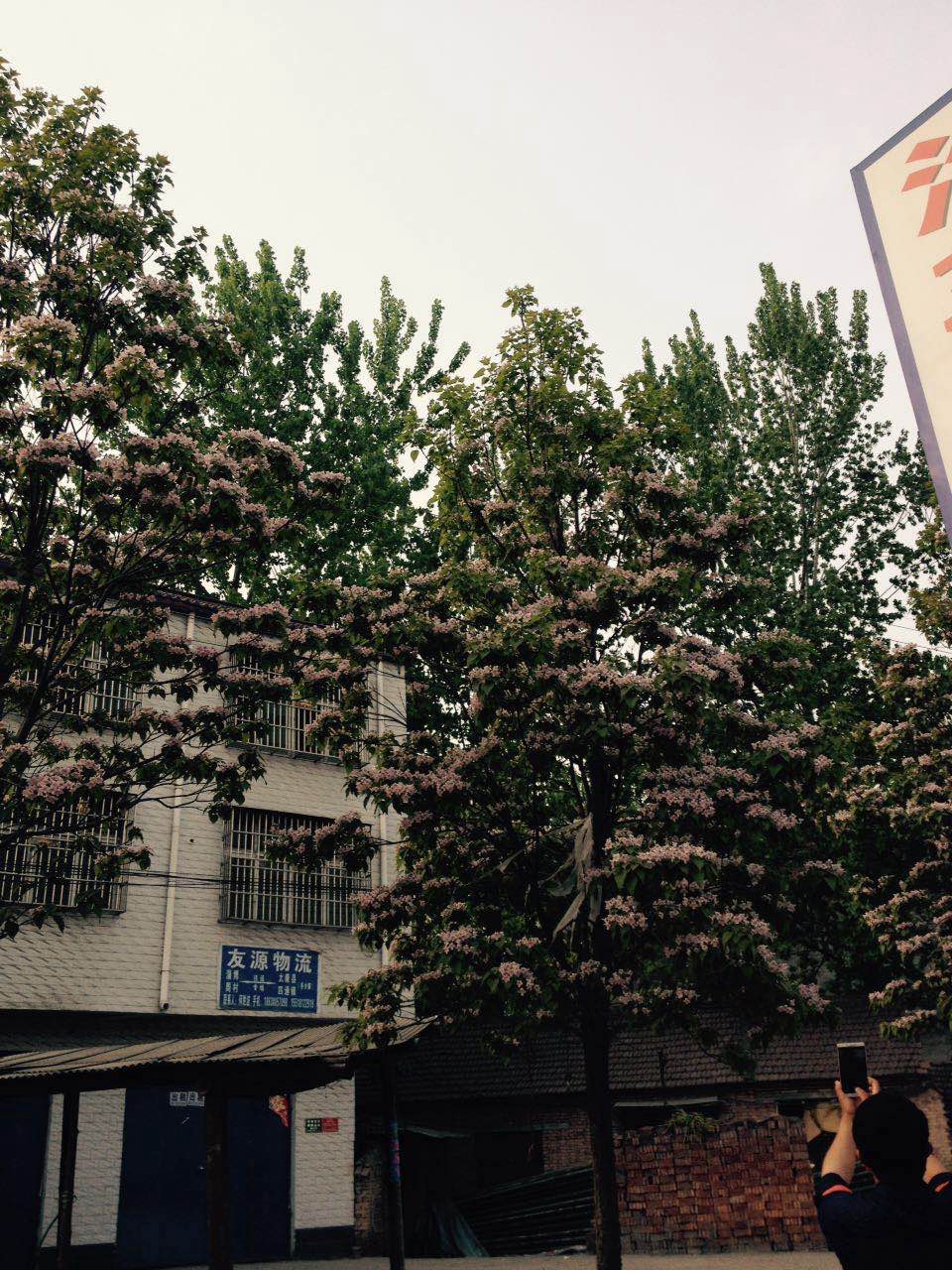 楸樹開花15516765618