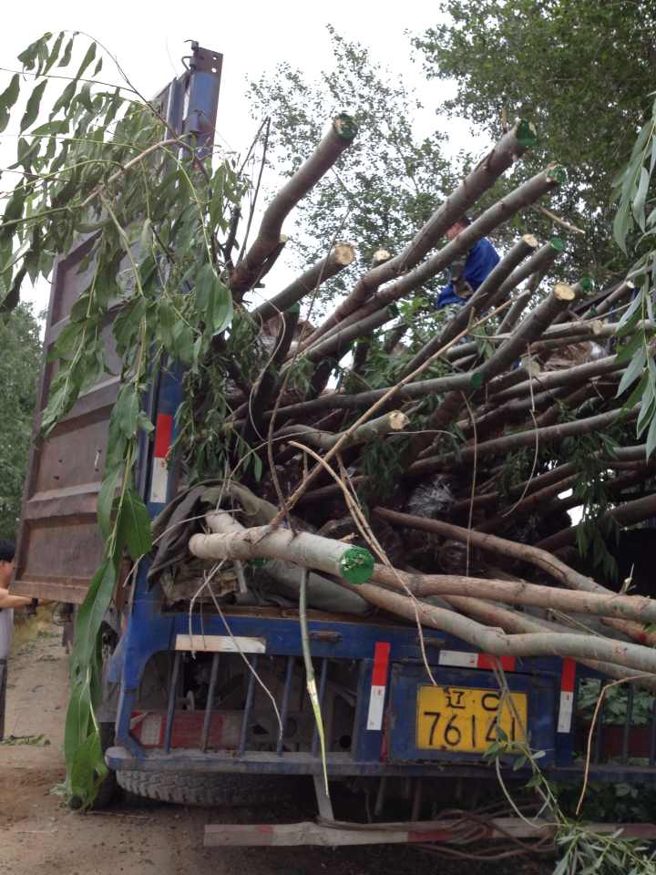 柳樹