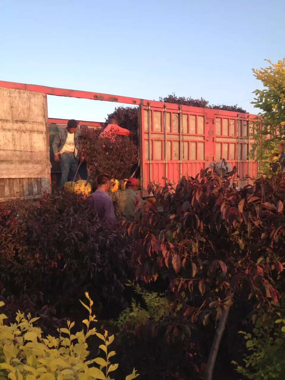 紅葉李球