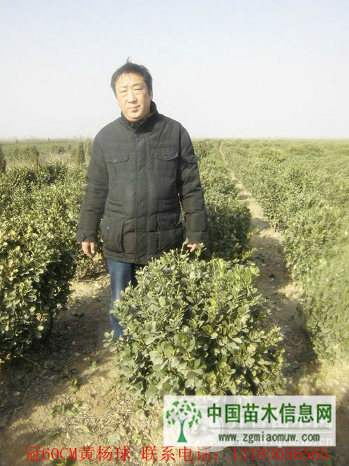 冠60黃楊球