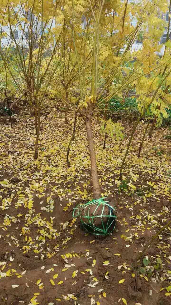 金葉金枝國槐