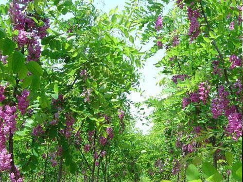 香花槐