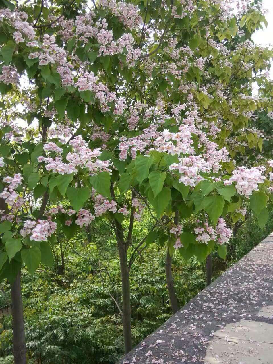 楸樹