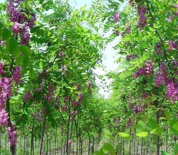 香花槐