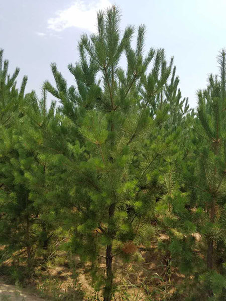 樟子松