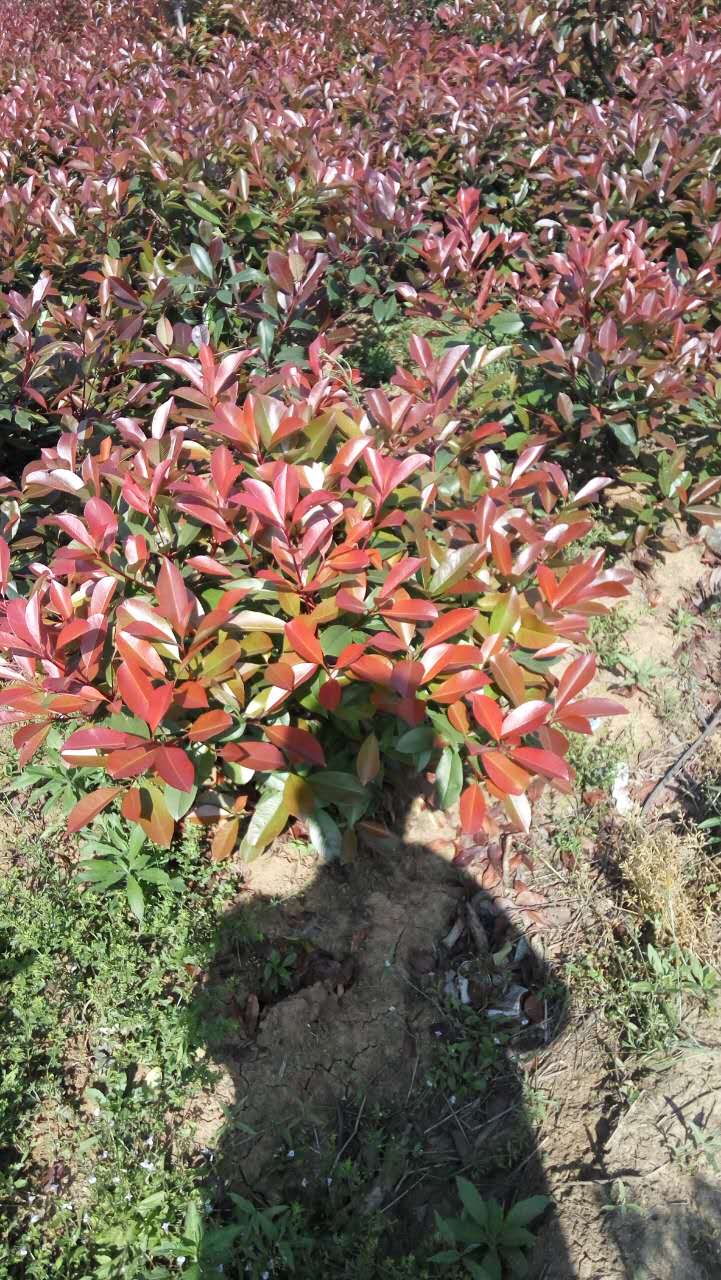 紅葉石楠