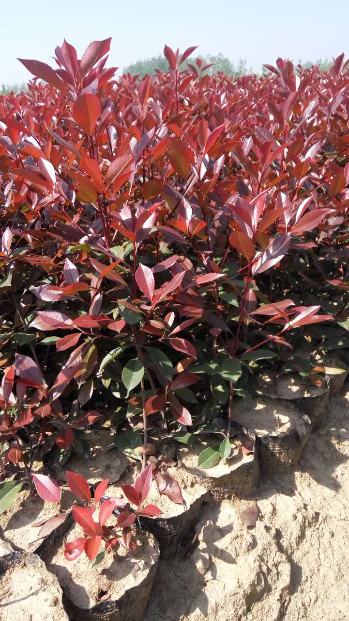 紅葉石楠