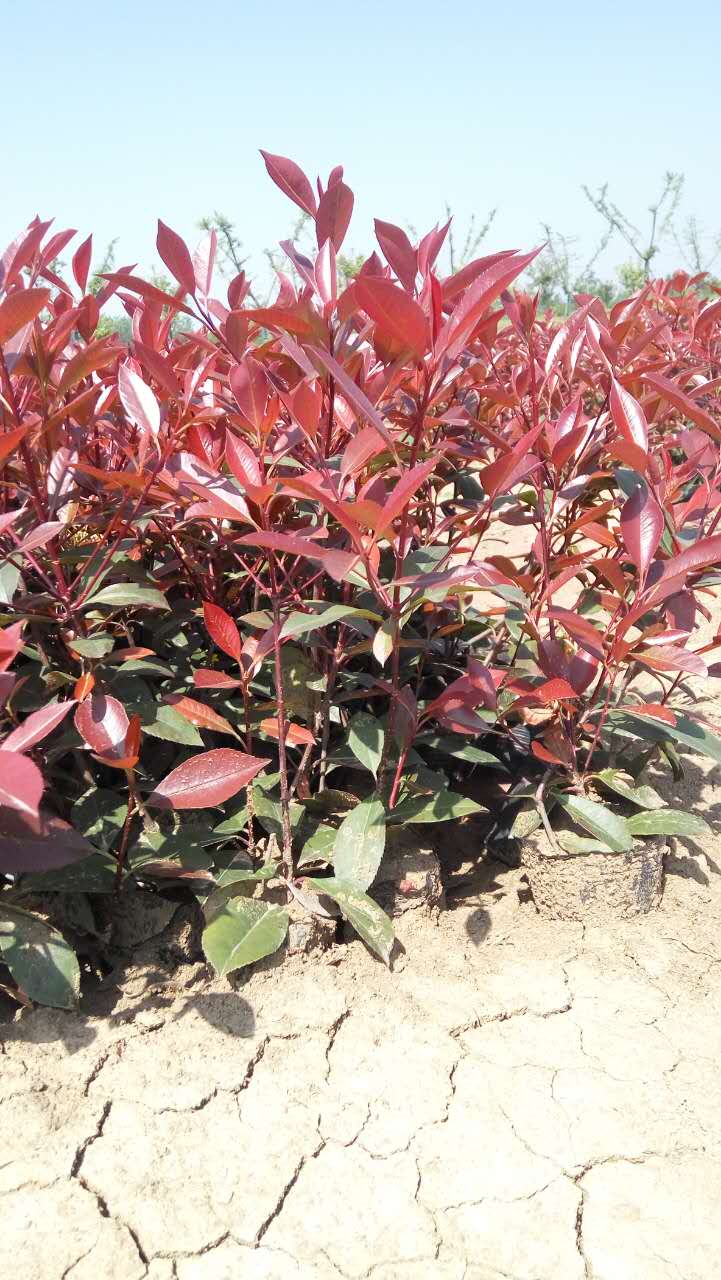 紅葉石楠