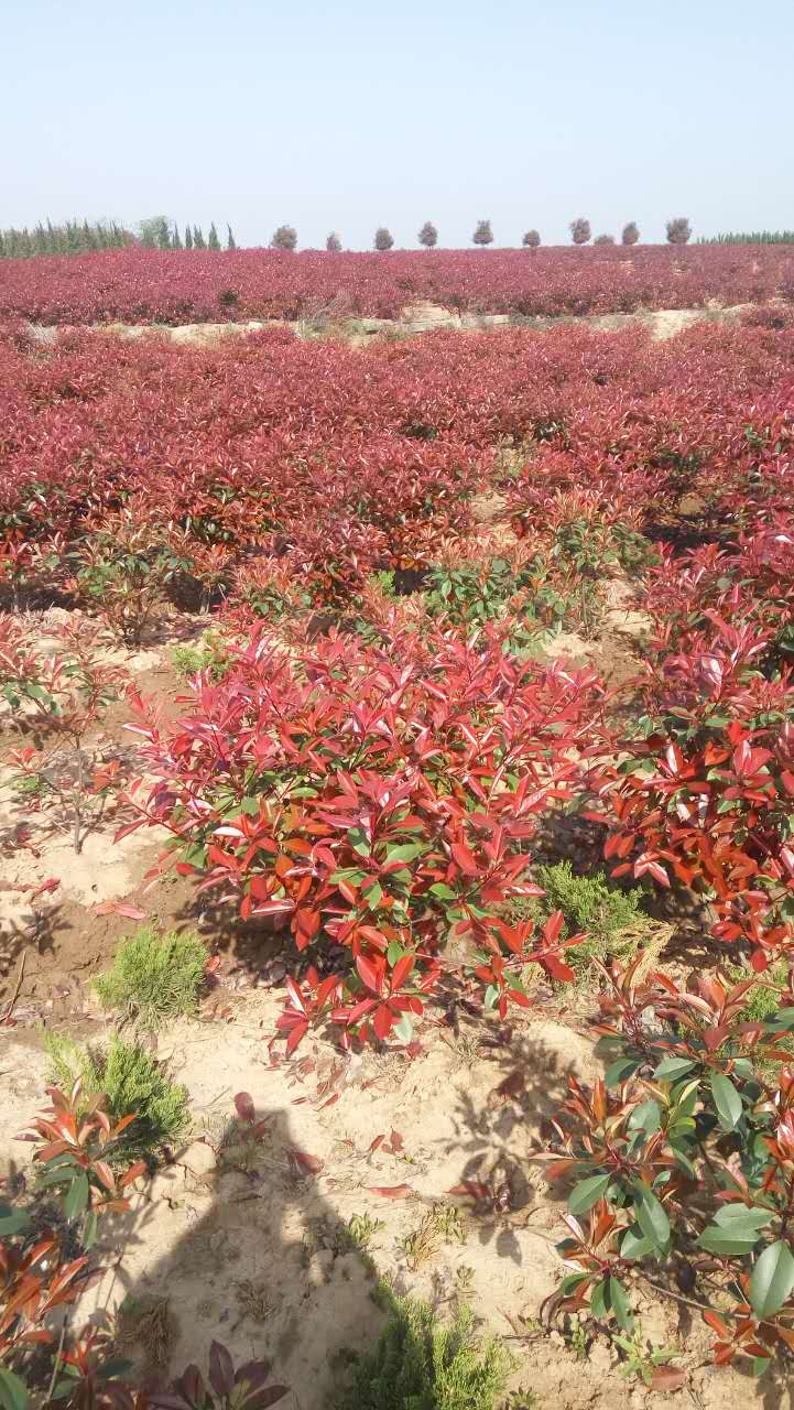 紅葉石楠